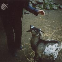 I Divorced Life - Petting Zoo