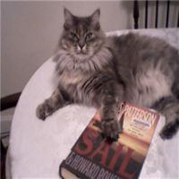RINGEX PLASTER - 14​.​2: cutie cat