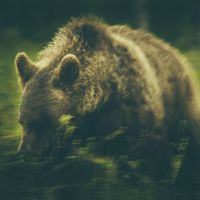 Warmth - Wildlife
