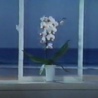 desert sand feels warm at night - 水に流す [Forgive & Forget]