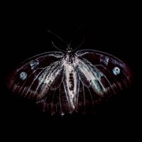 Phill Niblock, Franck Vigroux & Kasper T. Toeplitz - BestiaIRE