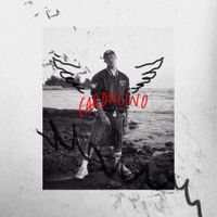 Cardellino - Cardellino