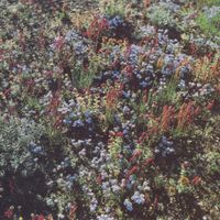 Motorama - Before the Road
