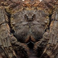 Bug Catcher - Everything Will Fall Into My Web