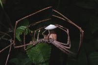 Bug Catcher - Humans Hunting