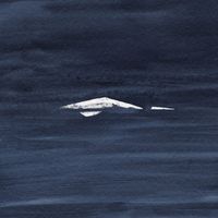 Kauan - Raivo