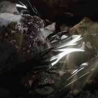 Coeden - Oblivia