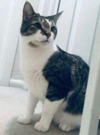 Okcomputer12127 - Cat