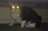 Okcomputer12127 - Cat (Pt. 2)