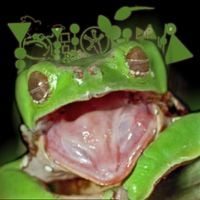Phyllomedusa - Mouth Murder