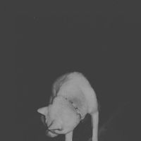 Nvblado - Afogado