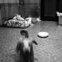 夕方の犬 [Dog in the Evening] - Damn!