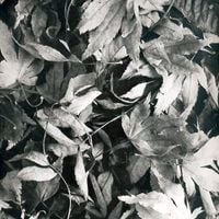 Bark Psychosis - All Different Things