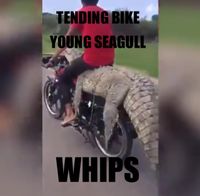 Tending Bike - Whips