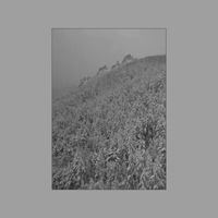 Kald - Vinterstjerne