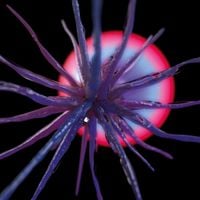 Agonis - Neutropia