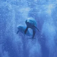 Dream Dolphin - The Sun Always Shines