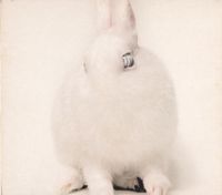 Deine Lakaien - White Lies