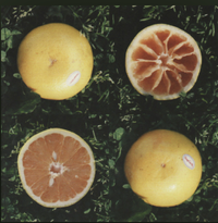 Orange Cake Mix - Pink Grapefruit