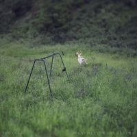 Manchester Orchestra - The Gold