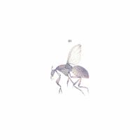 Black Fly - 01