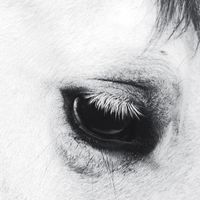 Creepoid - Horse Heaven