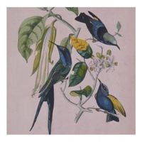 ススム ヨコタ [Susumu Yokota] - Sakura
