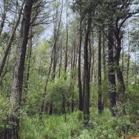 L.A. - Evergreen Oak
