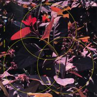 Baltra - Ambition