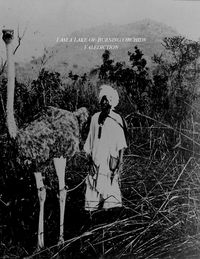 I Am A Lake Of Burning Orchids - Valediction