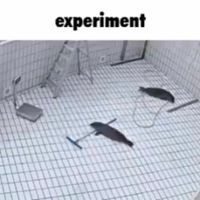 ldybyrdd - RC 1 (Seals in a lab)