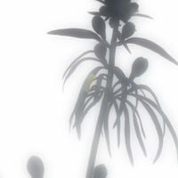 KAVARI - if the benign was to ever be so pure