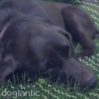 doglantic - geography of