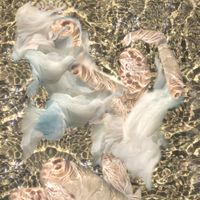 Dolphin Midwives - Body of Water