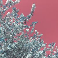 Alphabet Holds Hostage - Motherblossom