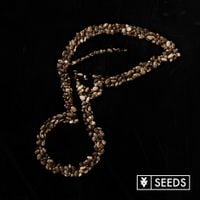 XV - Seeds