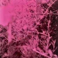Roar - Live in the Secret Garden
