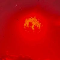Yung Lambo - BLOOD MOON
