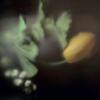 Razen - Blue Rot