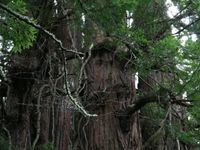 Arborist - Total Entarchy