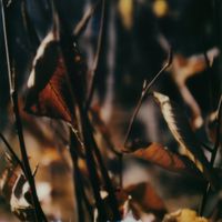 Beno&icirc;t Pioulard - Bloodless
