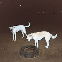 Silvi Jan & Motti Rodan - ירח