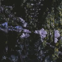 Montell Fish - It's beautiful