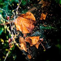 LHAM - Leaving Hardly A Mark