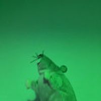 Ding Bongo And The World Explosion - hamster