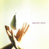 Sugar Plant - Dryfruit