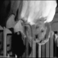 meat computer - dead celebrities
