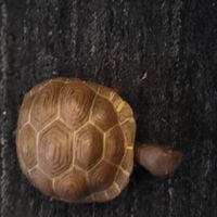 Serengeti - we saw mad turtles