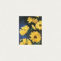 Various Artists - Sunflowers (Opus Elefantum & Friends for Ukraine)