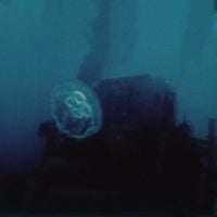 No Love In The House Of Gold - there is no such thing as a jellyfish